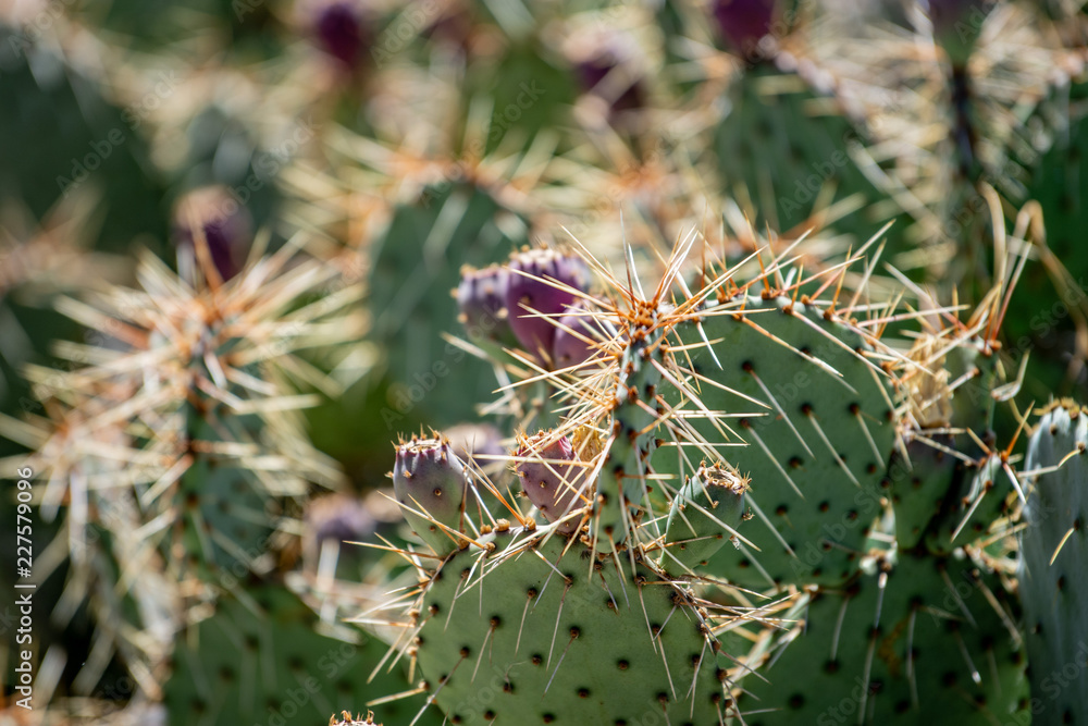 Cacti Cacti