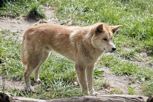 golden dingo