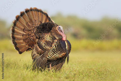 Photography Wild tom turkey (Meleagris gallopavo) in full display in Florida