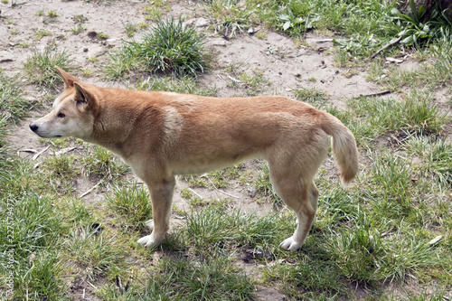 golden dingo © susan flashman