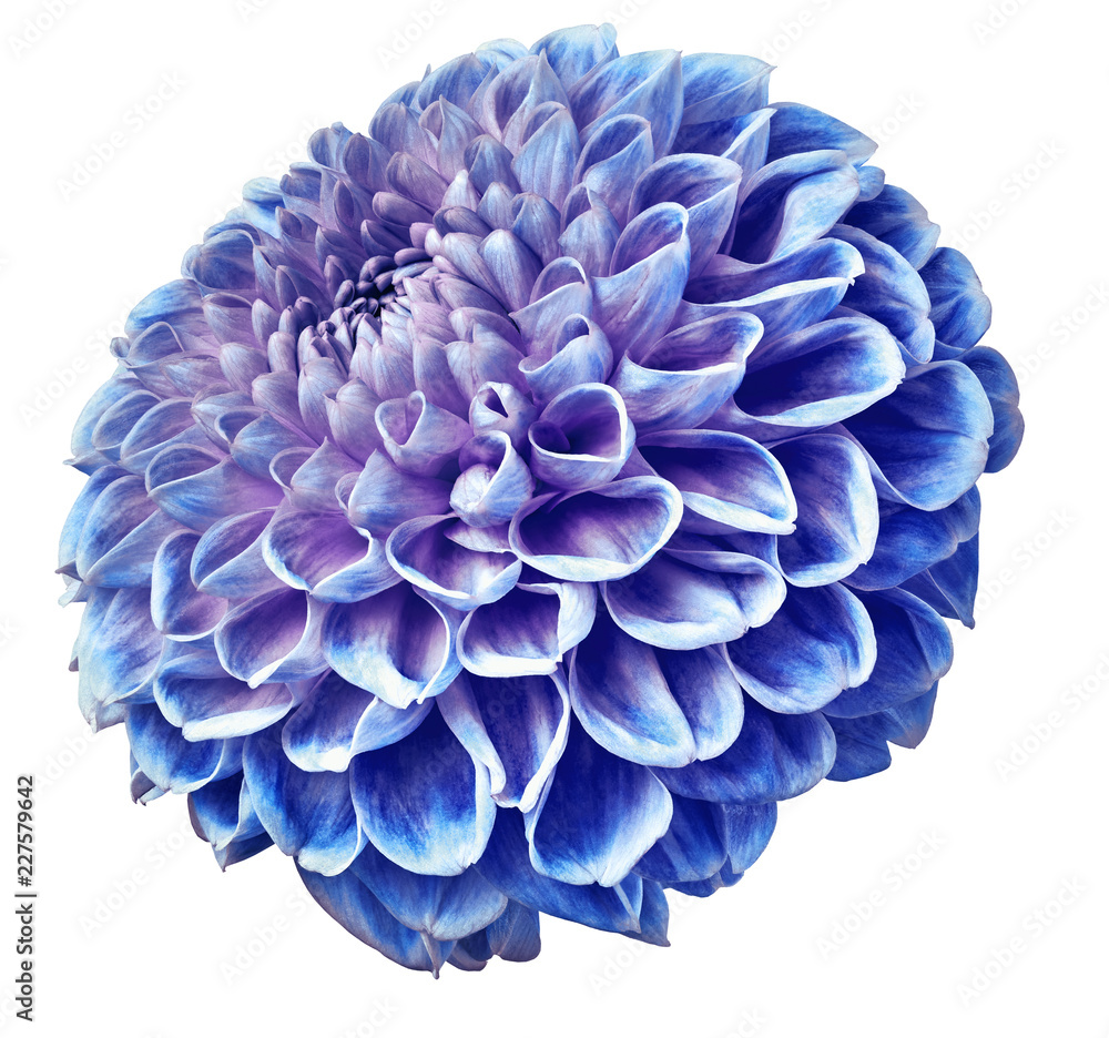 bue-purple dahlia flower on a white isolated background. Closeup. Nature. bue-purple dahlia flower on a white isolated background. Closeup. Nature.