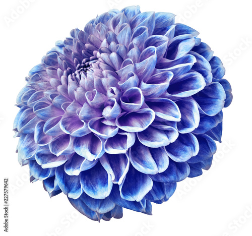 bue-purple dahlia flower on a white isolated background. Closeup. Nature.