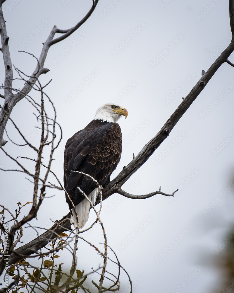 Perched Bald Eagle