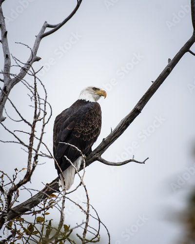 Obraz na płótnie Perched Bald Eagle w salonie