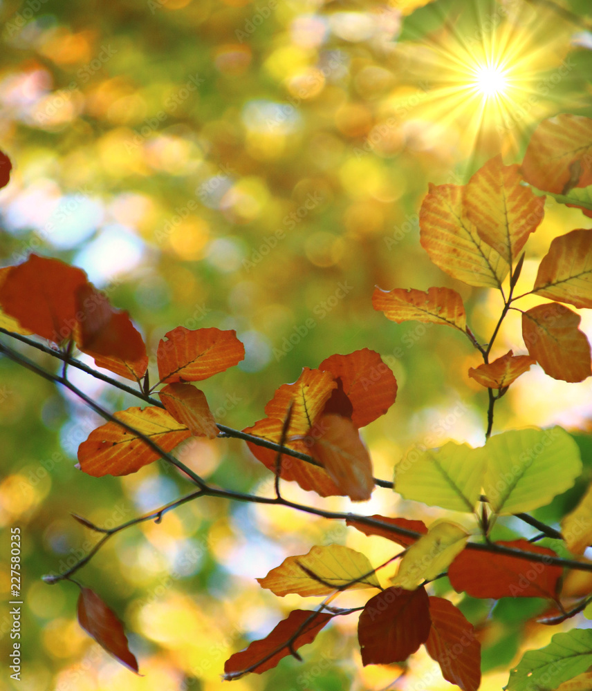 Obraz premium buchenlaub im herbst