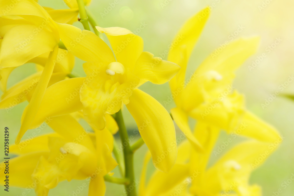 Beautiful Blooming Yellow Orchid Flowers on Blurred Natural Green Background