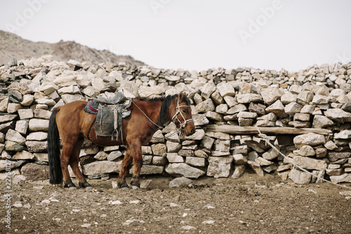 Wild Horse photo