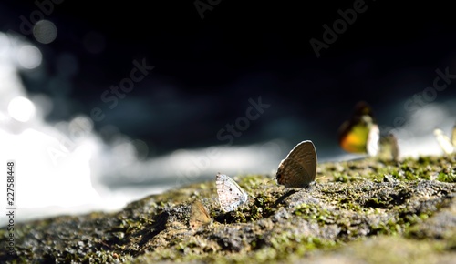 butterfly in nature on nature bokeh background