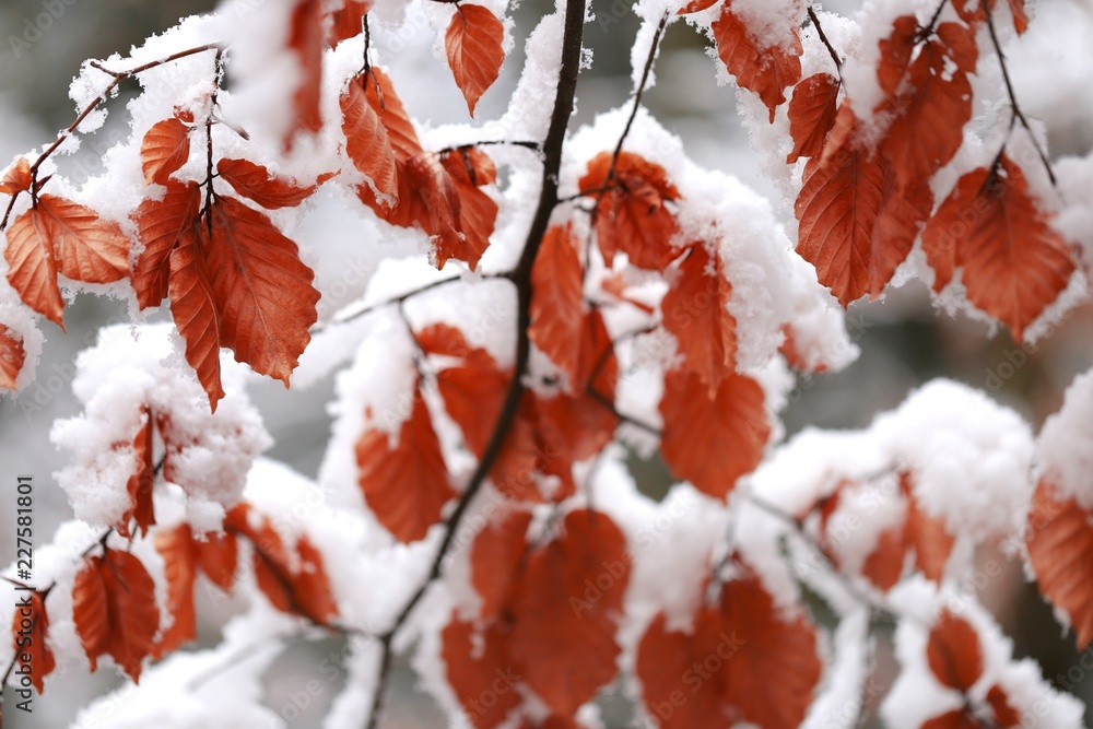  brown oak leaves in the snow.leaves under white snow. Winter natural background.November and December. Late Autumn. 