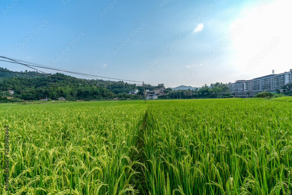 Paddy fields and blue skies Paddy fields and blue skies