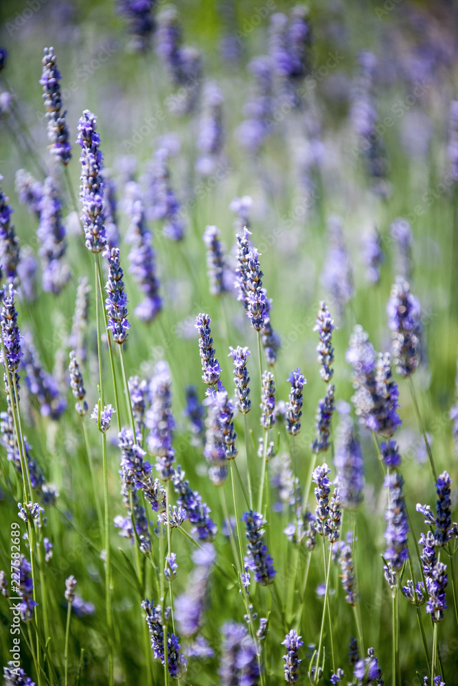 Naklejka premium Lavanda