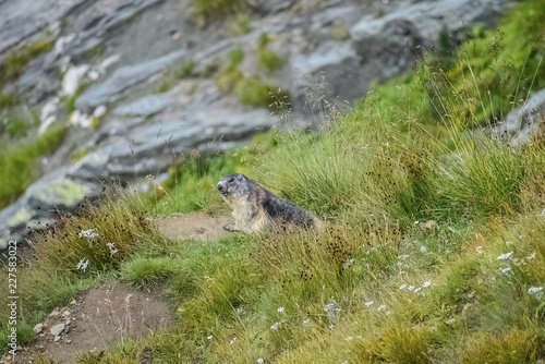Marmot on the grass near Grossglockner High Alpine Road In Austria