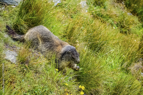 Marmot on the grass near Grossglockner High Alpine Road In Austria © lau_cojo