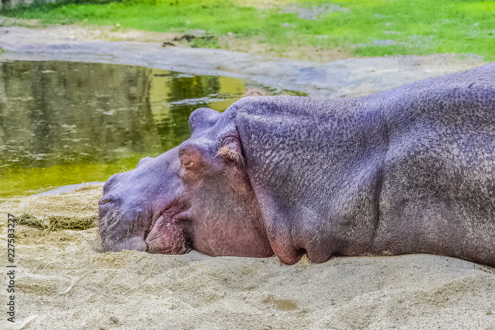 Sleeping hippopotamus at Schoenbrunn zoo in Vienna Austria Sleeping hippopotamus at Schoenbrunn zoo in Vienna Austria