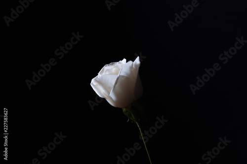 Single white rose with water droplets against a black background.