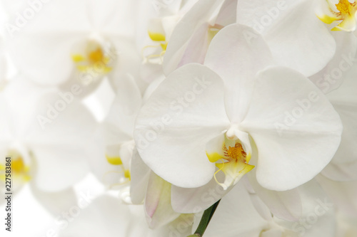 Fototapeta Naklejka Na Ścianę i Meble -  Blooming White Phalaenopsis Orchid Flowers on White Background