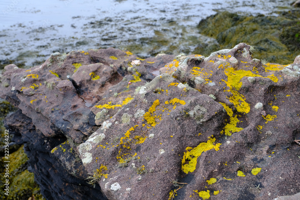 Obraz premium Lichen on rocks on the seashore on the Isle of Rum