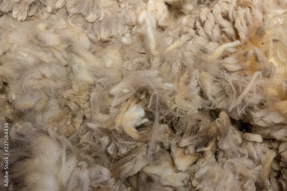 shorn fleece ready for classing shorn fleece ready for classing