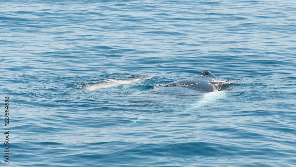 Naklejka premium Humpback whale mother and calf, Kimberley coast, Australia