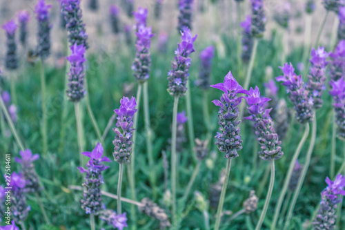 Flores de Lavanda