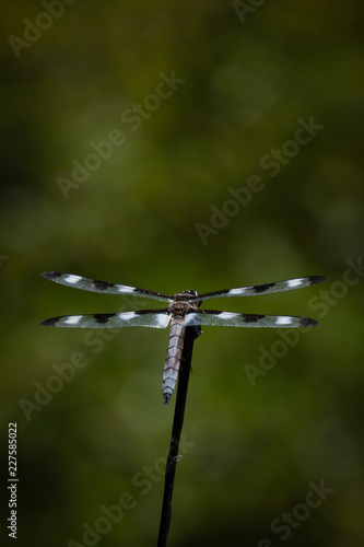 Wallpaper Mural Black and white dragonfly in front of a dark green background. Torontodigital.ca