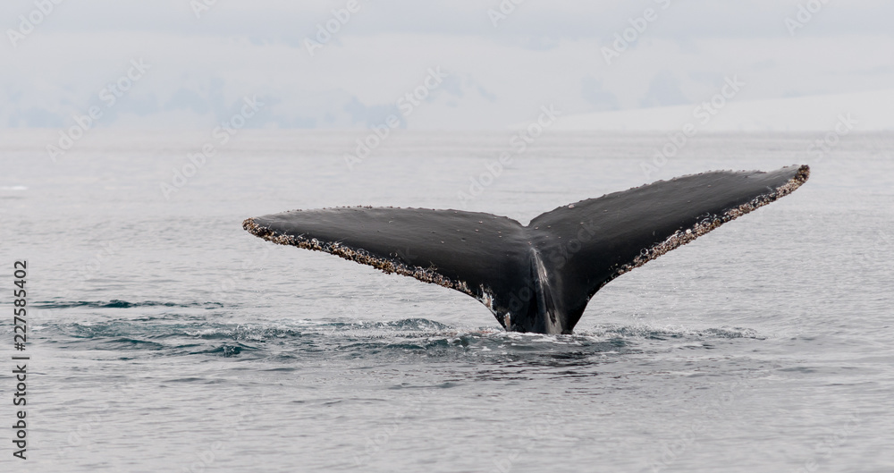Fototapeta premium Humpback Whale tail flukes encrusted with barnacles, Antarctic Peninsula