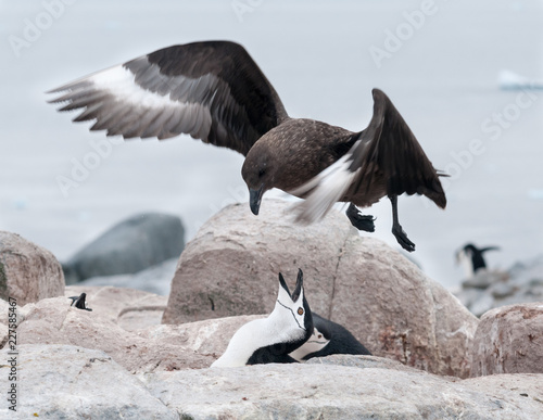 Adult Chinstrap Penguin defending nest from hovering adult Brown Skua, Useful Island, Antarctic Peninsula