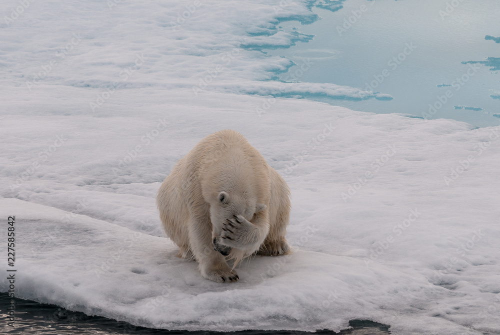 Φωτογραφία Adult Polar Bear covering its face, Svalbard