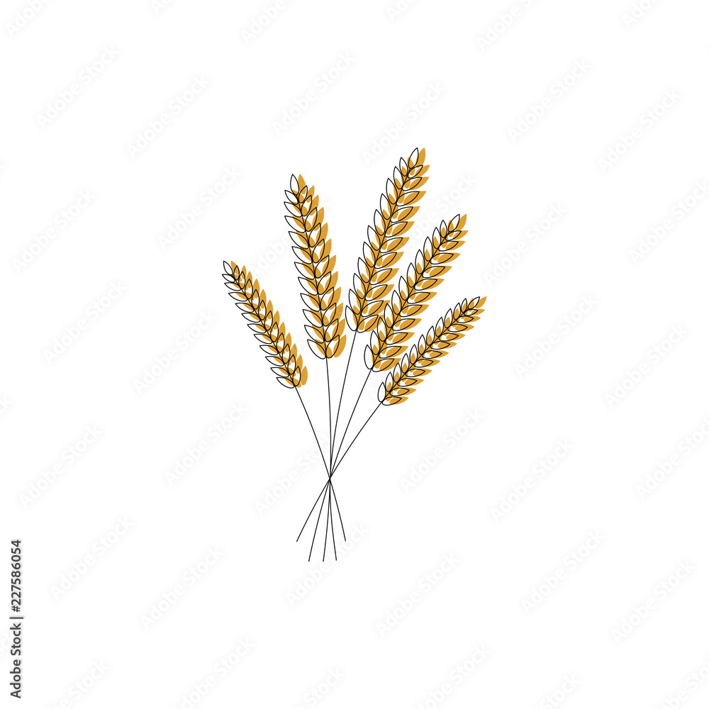 vector illustration of wheat, rye or barley ears with whole grain,wheat, rye or barley crop harvest symbol or icon isolated on white background. vector illustration of wheat, rye or barley ears with whole grain,wheat, rye or barley crop harvest symbol or icon isolated on white background.