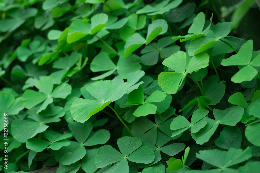 Top view close up four leaves green clover for background Top view close up four leaves green clover for background