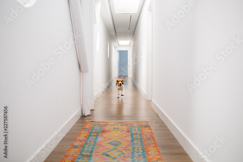 Dog running on hallway photo