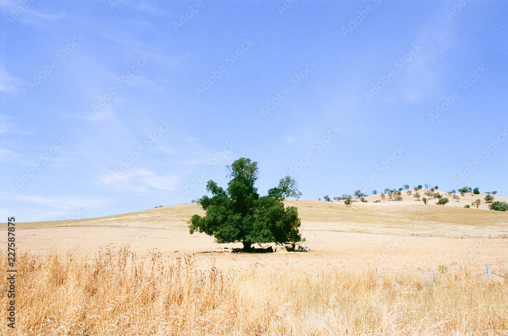 Lone tree in wheat field Lone tree in wheat field