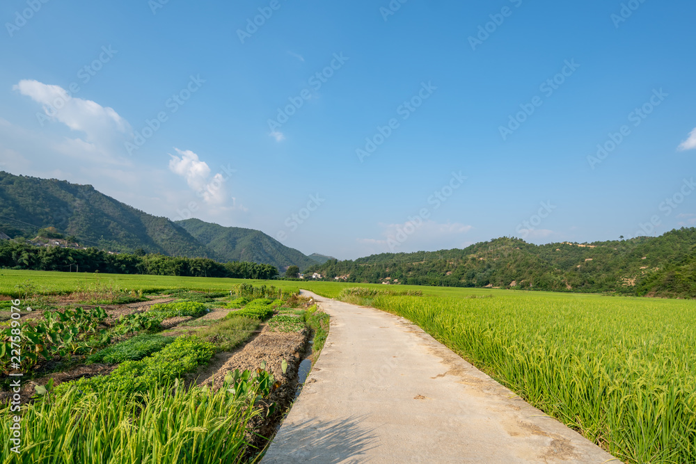 Paddy fields on both sides of the country road
