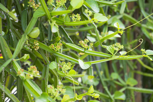 fresh green Cissus quadrangularis plant in nature garden photo