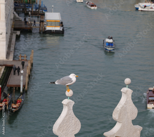 Venetian seagull and in the background the grand canal of Venice