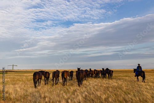 Horses in Hortobagy fields in rural Eastern Hungary photo