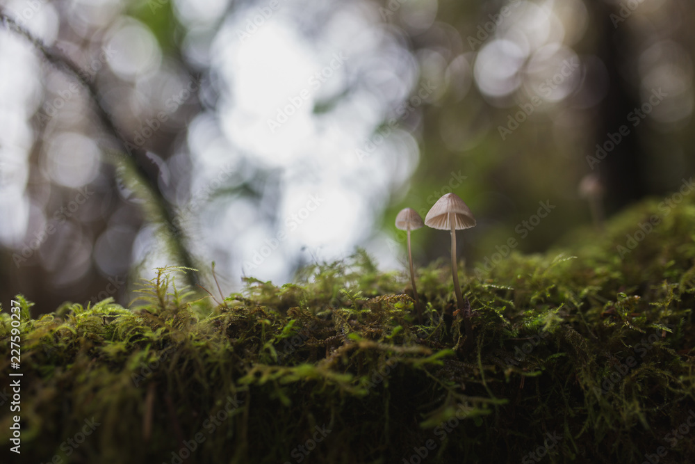 tiny mushrooms on log tiny mushrooms on log