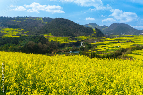 The Yellow Flowers of Rapeseed fields and waterfall with blue sky at Luoping, small county in eastern Yunnan, China