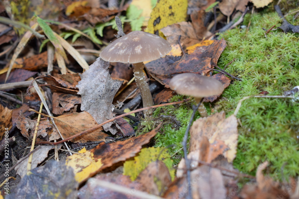 mushrooms in forest mushrooms in forest