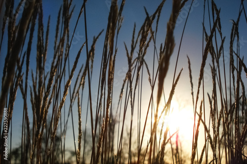 Dry grass and sun on a background of blue sky close-up.
