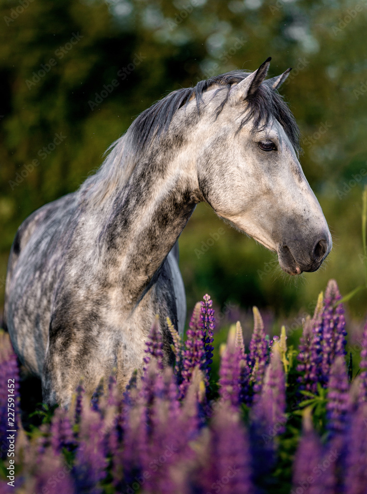 Fototapeta premium Portret konia czystej krwi arabskiej wśród kwiatów łubinu.