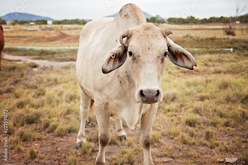 Fototapeta Naklejka Na Ścianę i Meble -  cow in a field