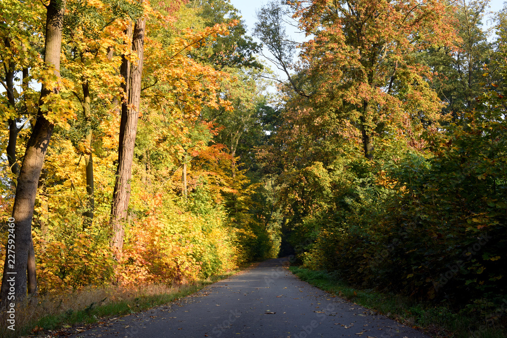 Floodplain forest with bike trial in the autumn season. Central Europe.