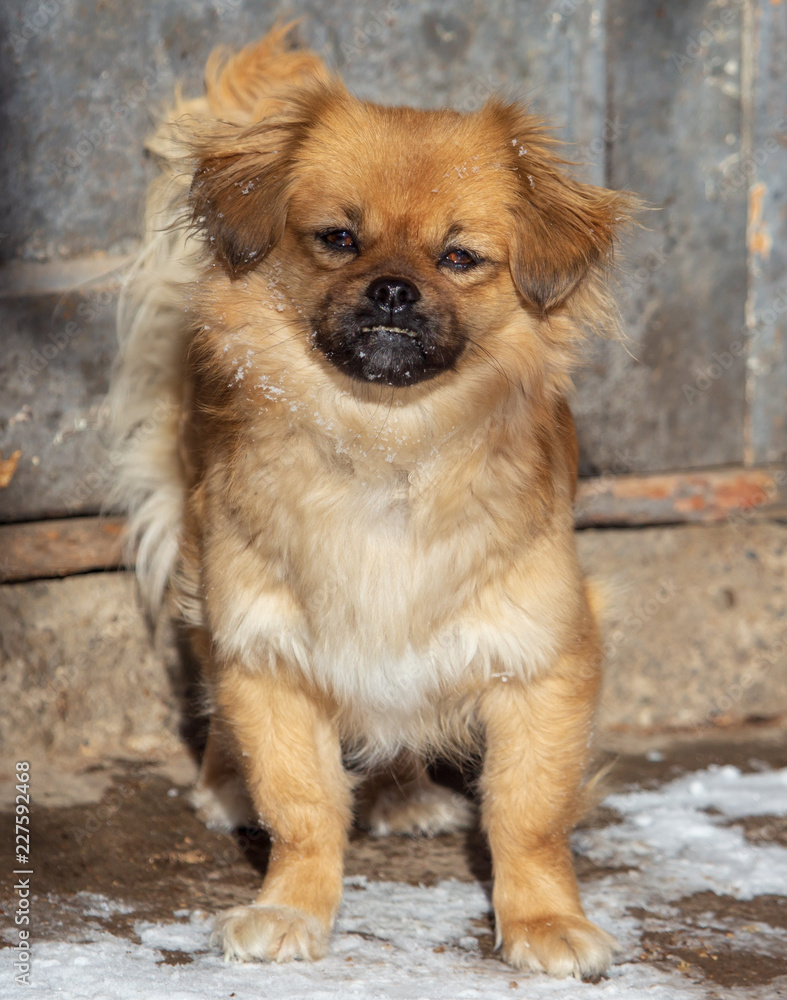 Portrait of a dog on the snow in winter