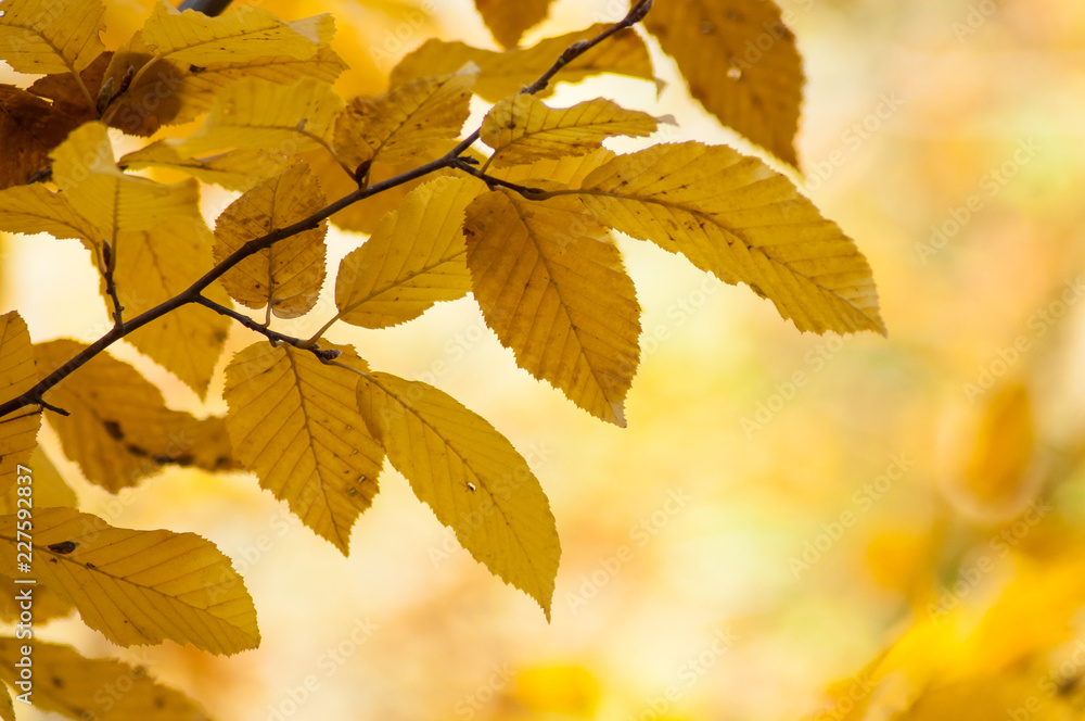 closeup of autumnal hornbeam leaves in autumn closeup of autumnal hornbeam leaves in autumn