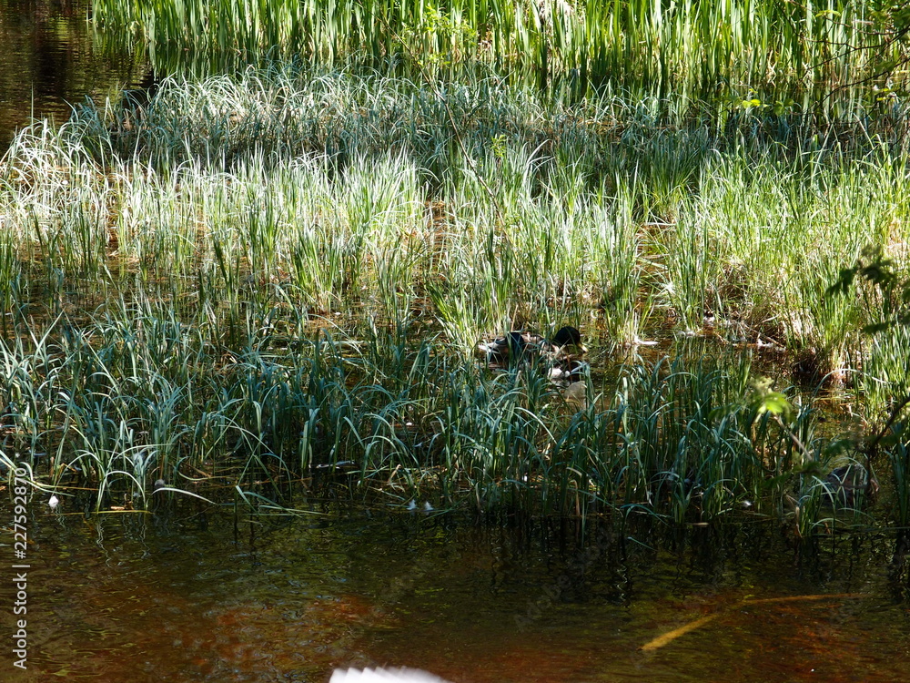 Fototapeta premium grass in the pond
