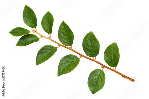 Twig with green leaves
