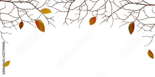 Dry twigs with colorful leaves