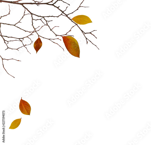 Dry twigs with colorful lea...