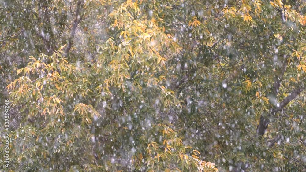 The first autumn snowfall. Snow flies past the trees with yellow autumn leaves The first autumn snowfall. Snow flies past the trees with yellow autumn leaves